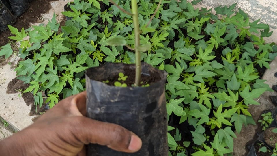 Heirloom Harvest Papaya 5