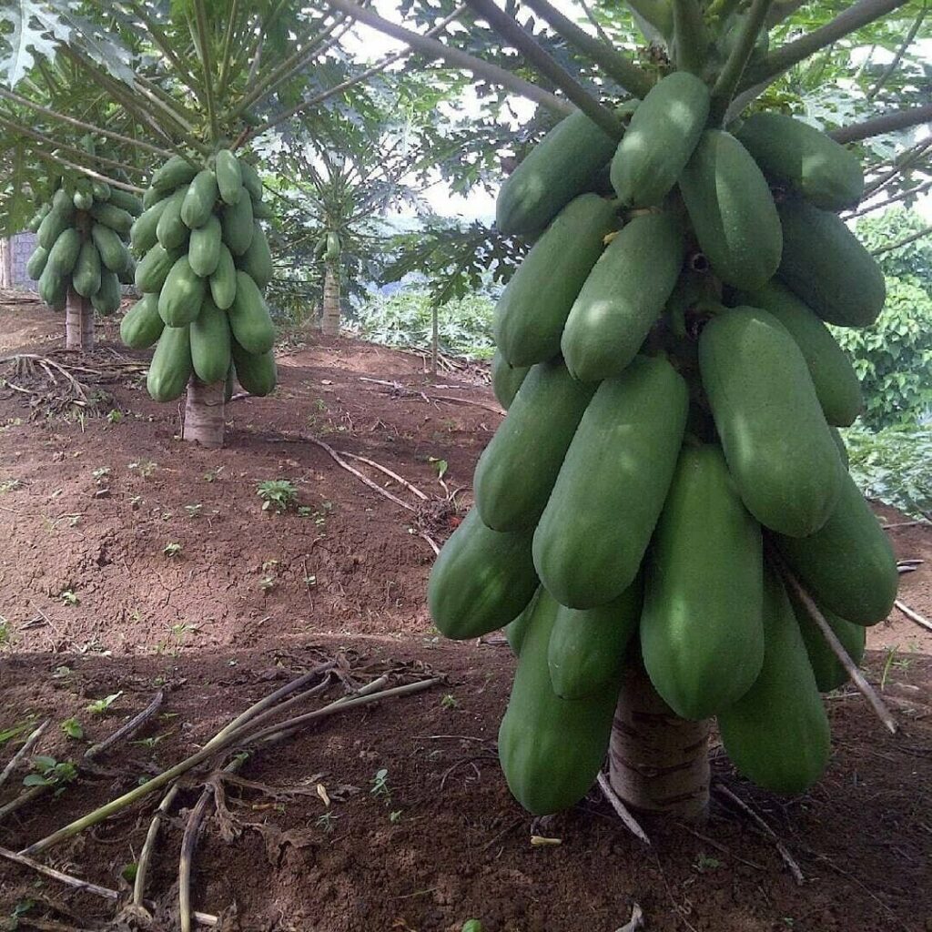 Heirloom Harvest Papaya 6