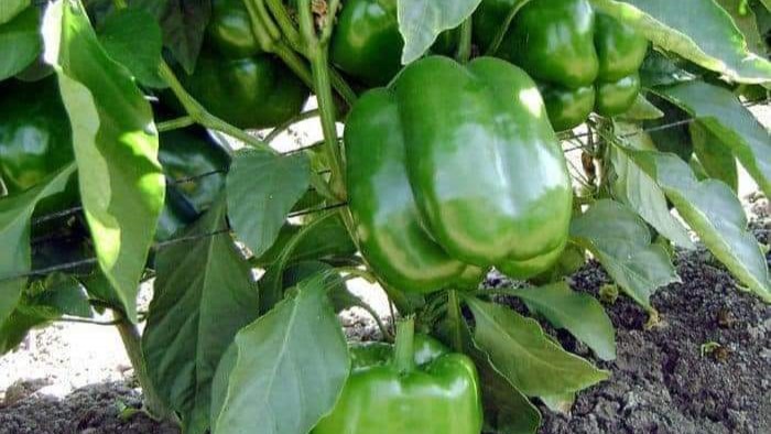 Heirloom Harvest green pepper