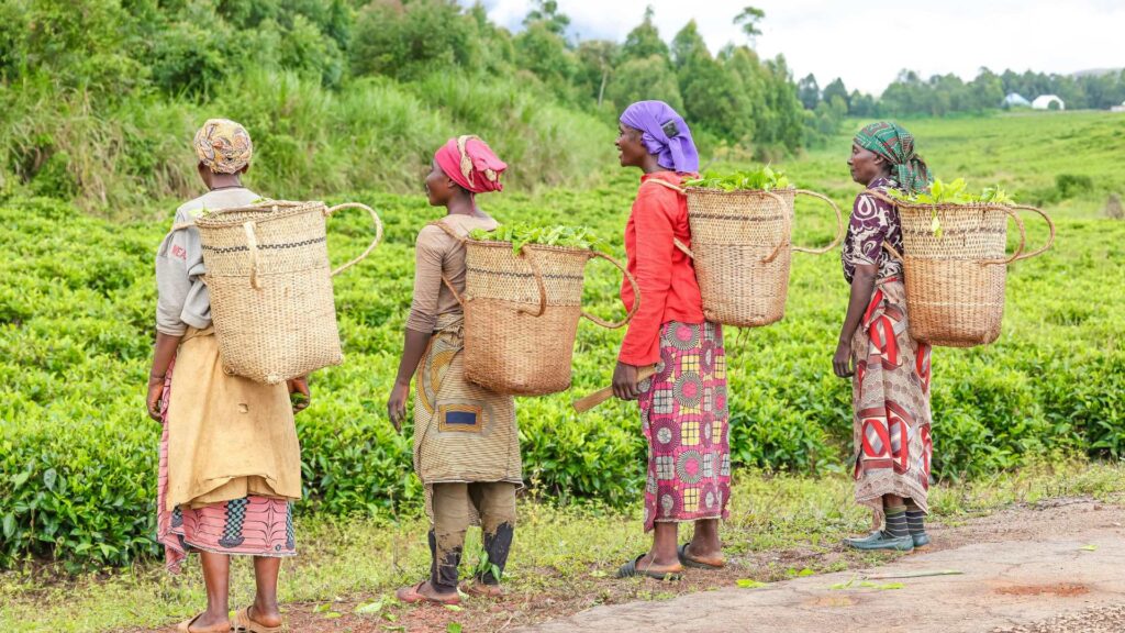 Heirloom Harvest training